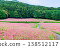 信州紅蕎麥村：一條粉紅色的地毯 138512117