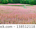 信州紅蕎麥村：一條粉紅色的地毯 138512118