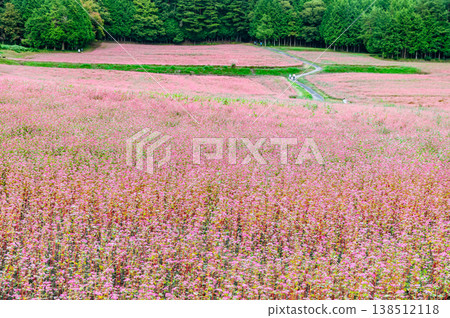 Shinshu Red Buckwheat Village: A Pink Carpet 138512118