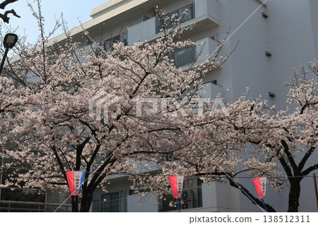 Harima Sakura Sakura Namiki in the Koishikawa Bunkyo Ward, Tokyo 138512311