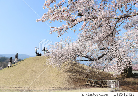 Yatsushiro Furusato Park: Cherry blossoms in full bloom and a circular burial mound. Yatsushiro Furusato Park: Cherry blossoms in full bloom and a circular burial mound. 138512425