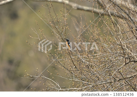 A male Daurian Redstart perched on a branch at Niigata's Sagata Lake. A male Daurian Redstart perched on a branch at Niigata's Sagata Lake. 138512436