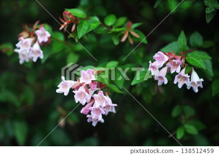 Aberia粉紅色的花 138512459