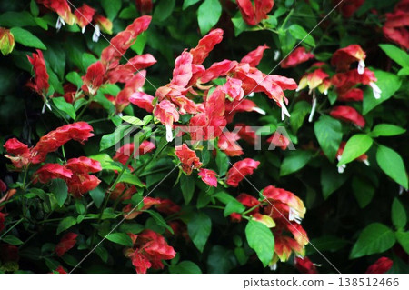 蝦子花的花朵競相開放。 蝦子花的花朵競相開放。 138512466
