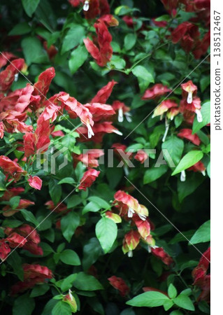 蝦子花的花朵競相開放。 蝦子花的花朵競相開放。 138512467