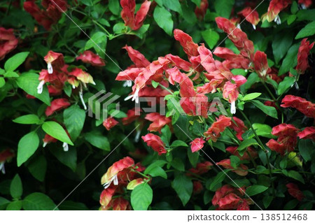蝦子花的花朵競相開放。 蝦子花的花朵競相開放。 138512468