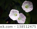 Morning glory flowers blooming in the grass 138512475