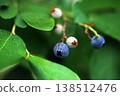 When the blueberries ripen 138512476