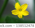 Vegetable cucumber flowers bloom 138512478