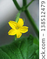 Vegetable cucumber flowers bloom 138512479