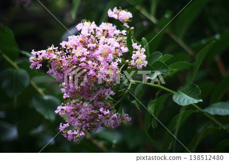 薩爾斯伯格花已經開始綻放 138512480