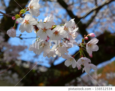 盛開的櫻花樹（03） 138512534