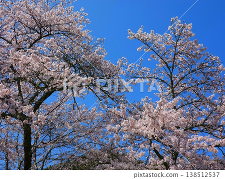 盛開的櫻花樹（06） 138512537