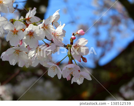 Cherry blossom trees in full bloom (08) 138512539