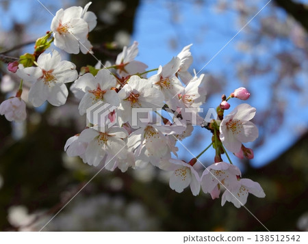 Cherry blossom trees in full bloom (11) Cherry blossom trees in full bloom (11) 138512542