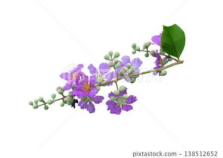 Queens crape myrtle flowers or Queen's flower Queens crape myrtle flowers or Queen's flower 138512652
