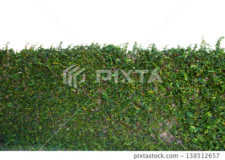 Creeping Fig (Ficus pumila) plant Creeping Fig (Ficus pumila) plant 138512657