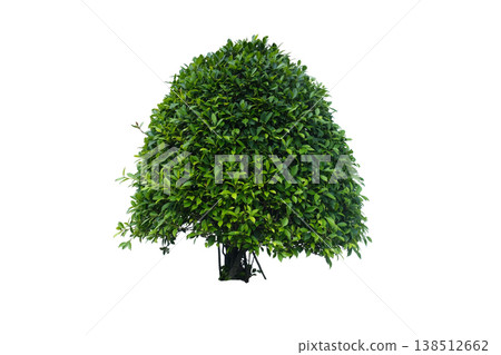 Korean banyan or Ficus Annulata tree Korean banyan or Ficus Annulata tree 138512662