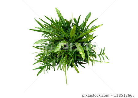 Tropical Plants of Florida Kangaroo Fern, Tropical Plants of Florida Kangaroo Fern, 138512663