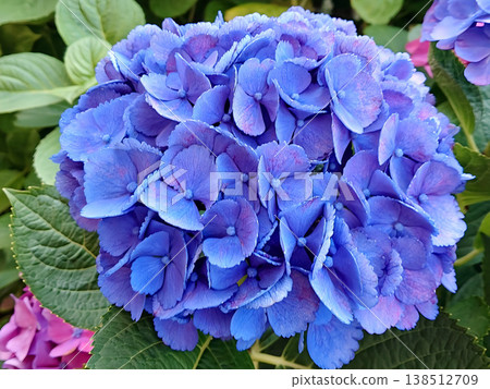 A close-up photograph of a cluster of blue hydrangea flowers in a ball shape. A close-up photograph of a cluster of blue hydrangea flowers in a ball shape. 138512709