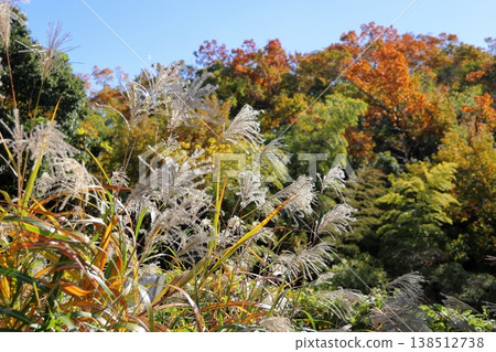 Refreshing pampas grass flower spikes, one of the seven autumn flowers. Refreshing pampas grass flower spikes, one of the seven autumn flowers. 138512738