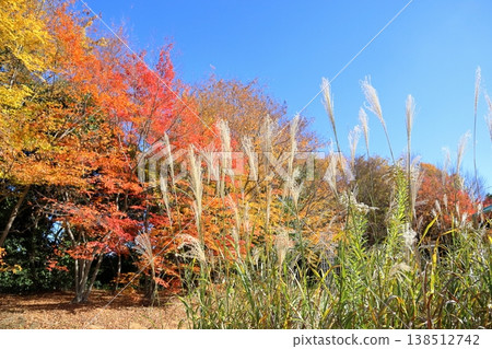 Refreshing pampas grass flower spikes, one of the seven autumn flowers. Refreshing pampas grass flower spikes, one of the seven autumn flowers. 138512742