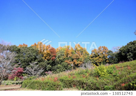 A refreshing, colorful grove of trees A refreshing, colorful grove of trees 138512743