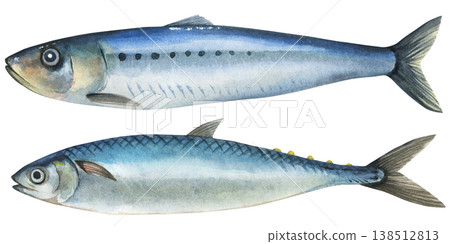 Iwashi (Sardinops melanostictus) and Sardine (Sardina pilchardus). European sardine and Far Eastern sardine. Watercolor illustration on white background. Hand drawn marine seafood 138512813