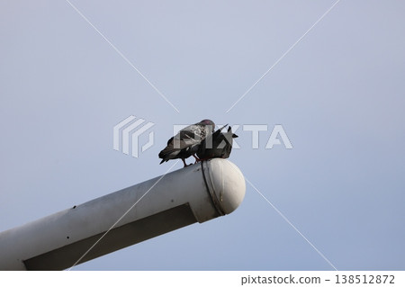 Pigeons before mating on a streetlamp Pigeons before mating on a streetlamp 138512872