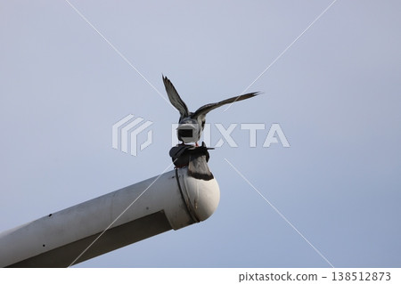 Pigeons mating on a streetlamp 1 138512873