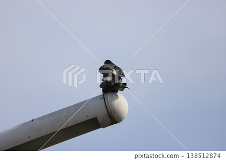 Two pigeons mating on a streetlamp. 138512874