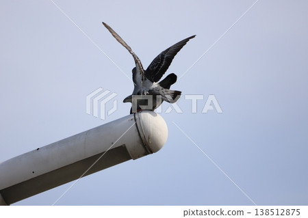 Three pigeons mating on a streetlamp. Three pigeons mating on a streetlamp. 138512875