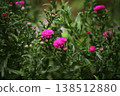 Aster flowers bloom 138512880