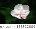 Rose of Sharon: White, double-flowered blossoms 138512884