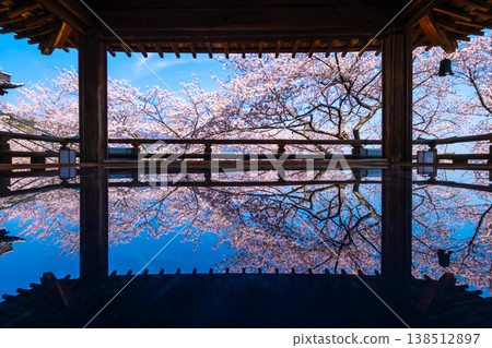 Cherry blossoms reflected on the floor of the moon-viewing stage at Mii-dera Temple. Cherry blossoms reflected on the floor of the moon-viewing stage at Mii-dera Temple. 138512897