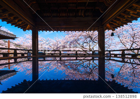 Cherry blossoms reflected on the floor of the moon-viewing stage at Mii-dera Temple. Cherry blossoms reflected on the floor of the moon-viewing stage at Mii-dera Temple. 138512898