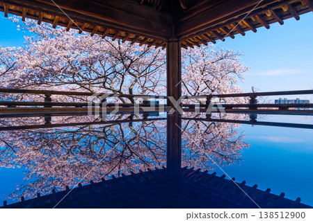 Cherry blossoms reflected on the floor of the moon-viewing stage at Mii-dera Temple. 138512900