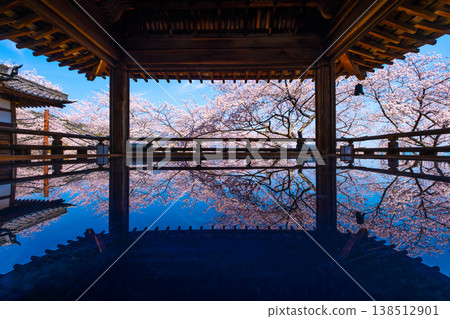 Cherry blossoms reflected on the floor of the moon-viewing stage at Mii-dera Temple. 138512901