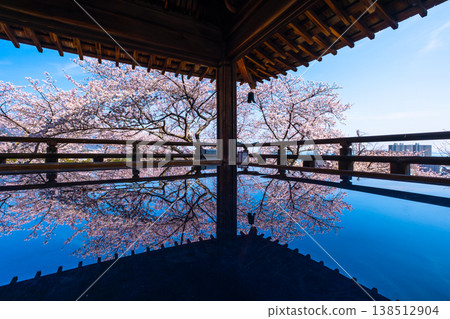 Cherry blossoms reflected on the floor of the moon-viewing stage at Mii-dera Temple. 138512904