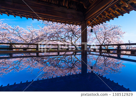 Cherry blossoms reflected on the floor of the moon-viewing stage at Mii-dera Temple. 138512929