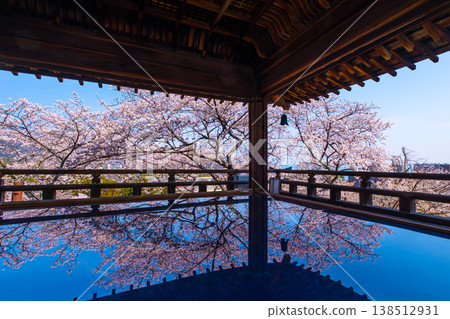 Cherry blossoms reflected on the floor of the moon-viewing stage at Mii-dera Temple. Cherry blossoms reflected on the floor of the moon-viewing stage at Mii-dera Temple. 138512931