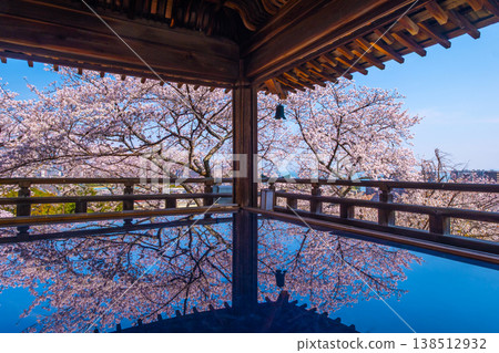 Cherry blossoms reflected on the floor of the moon-viewing stage at Mii-dera Temple. 138512932