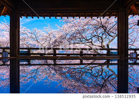 Cherry blossoms reflected on the floor of the moon-viewing stage at Mii-dera Temple. 138512935