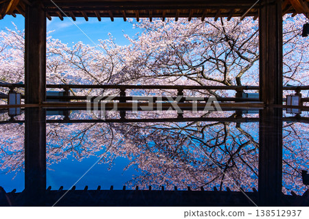 Cherry blossoms reflected on the floor of the moon-viewing stage at Mii-dera Temple. Cherry blossoms reflected on the floor of the moon-viewing stage at Mii-dera Temple. 138512937