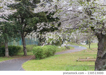 A promenade lined with cherry trees: A tranquil spring park scene. A promenade lined with cherry trees: A tranquil spring park scene. 138513000