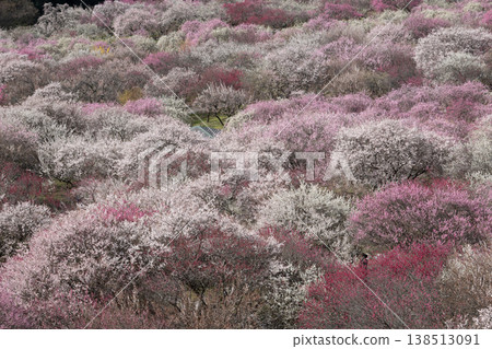 稻部市梅林公園的梅花在藍天的襯托下格外醒目。白色、紅色和粉紅色的花朵交相輝映。 稻部市梅林公園的梅花在藍天的襯托下格外醒目。白色、紅色和粉紅色的花朵交相輝映。 138513091