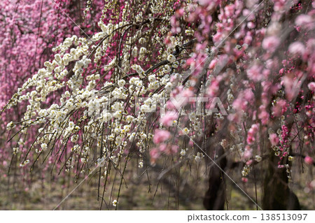Plum blossoms stand out against the blue sky at Umebayashi Park in Inabe. White, red, and pink blossoms. 138513097