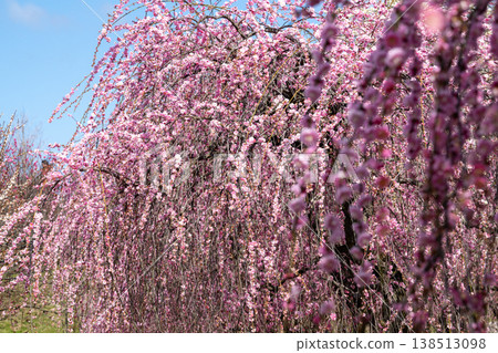 Plum blossoms stand out against the blue sky at Umebayashi Park in Inabe. White, red, and pink blossoms. 138513098