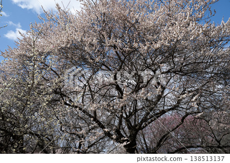 稻部市梅林公園的梅花在藍天的襯托下格外醒目。白色、紅色和粉紅色的花朵交相輝映。 138513137