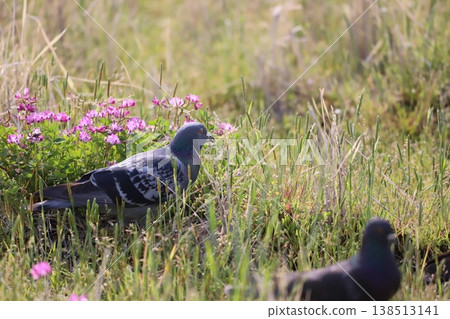 Pigeons feeding in the rice fields 138513141